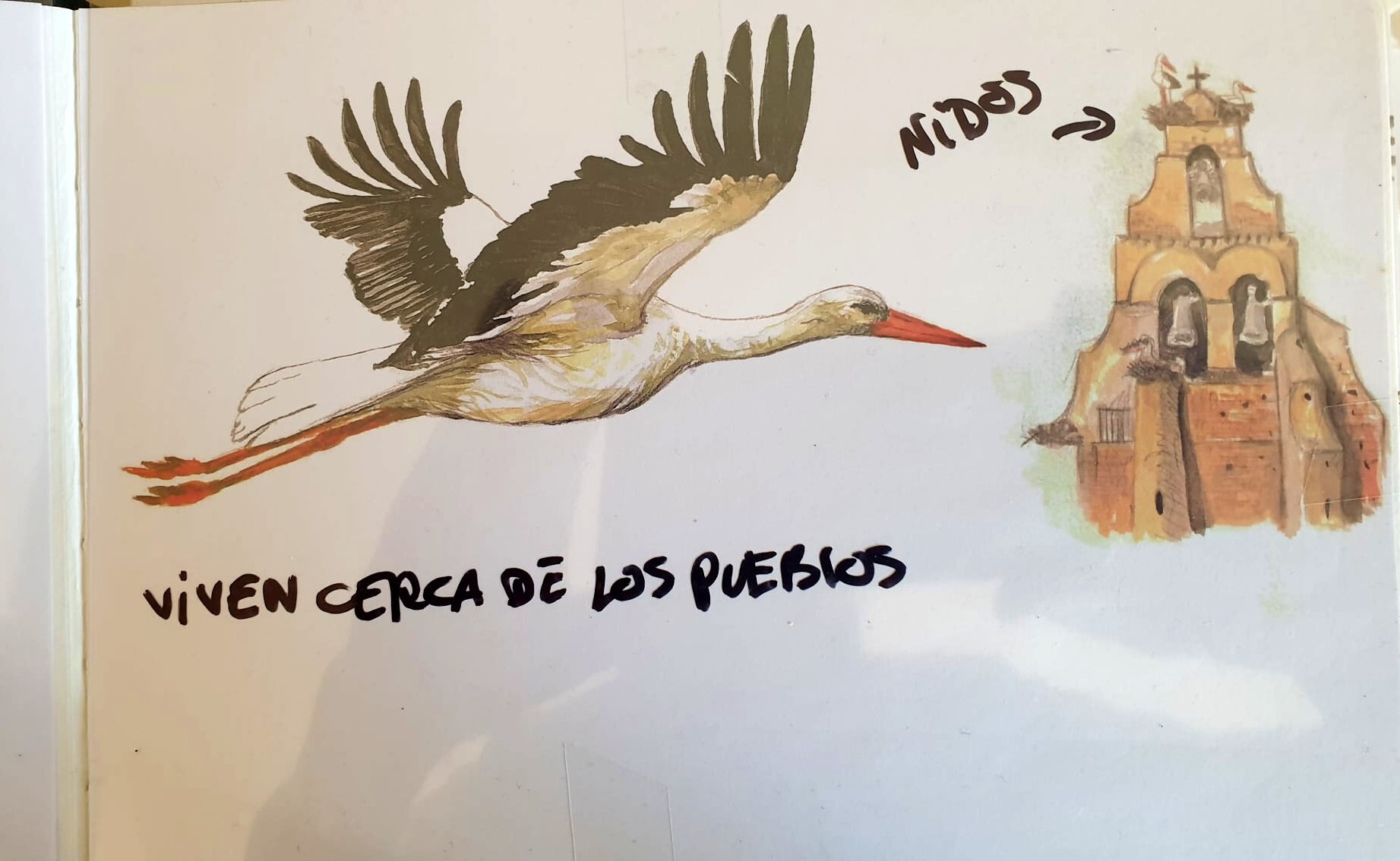 Datos curiosos sobre las cigüeñas Datos curiosos sobre las cigüeñas