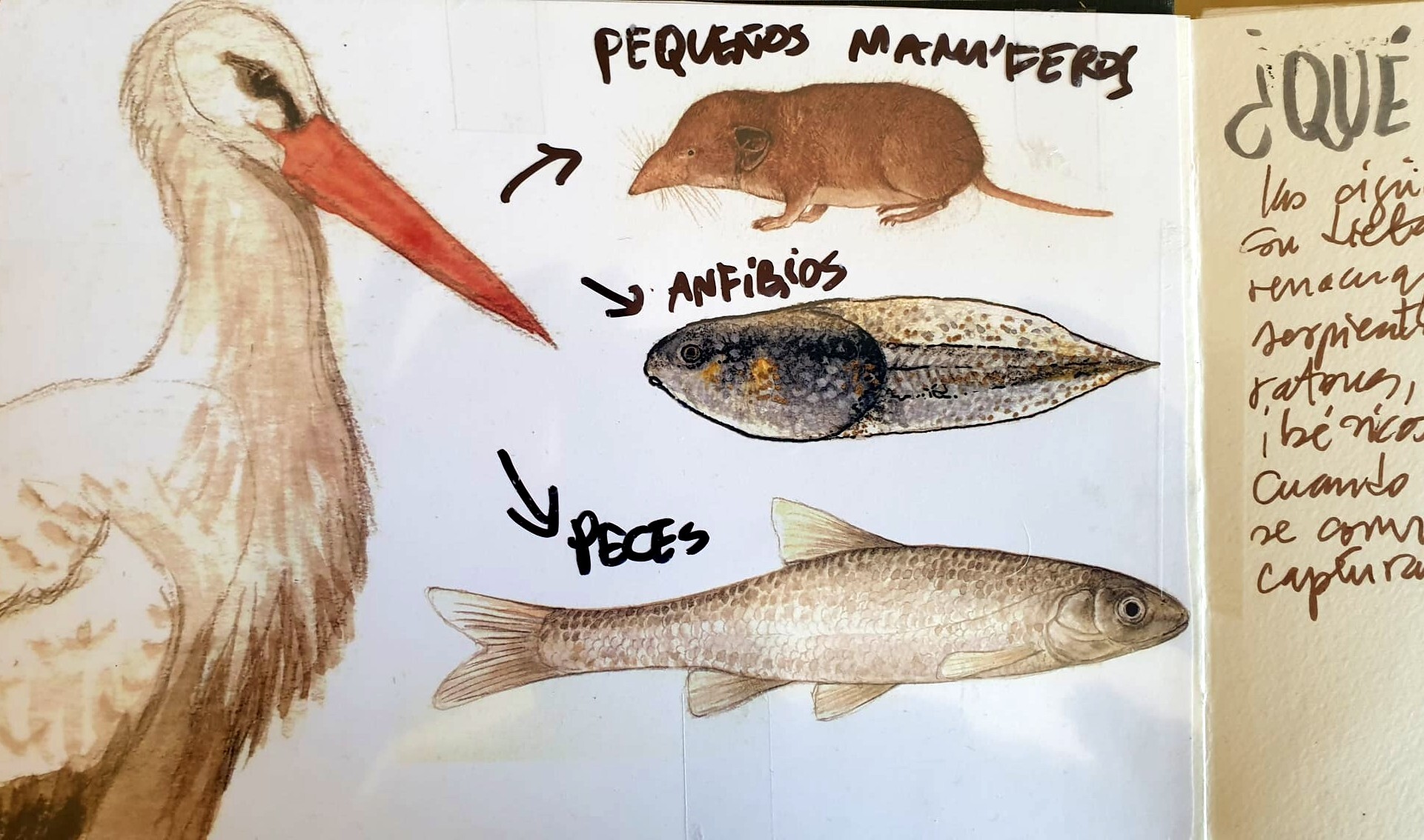 Datos curiosos sobre las cigüeñas Datos curiosos sobre las cigüeñas