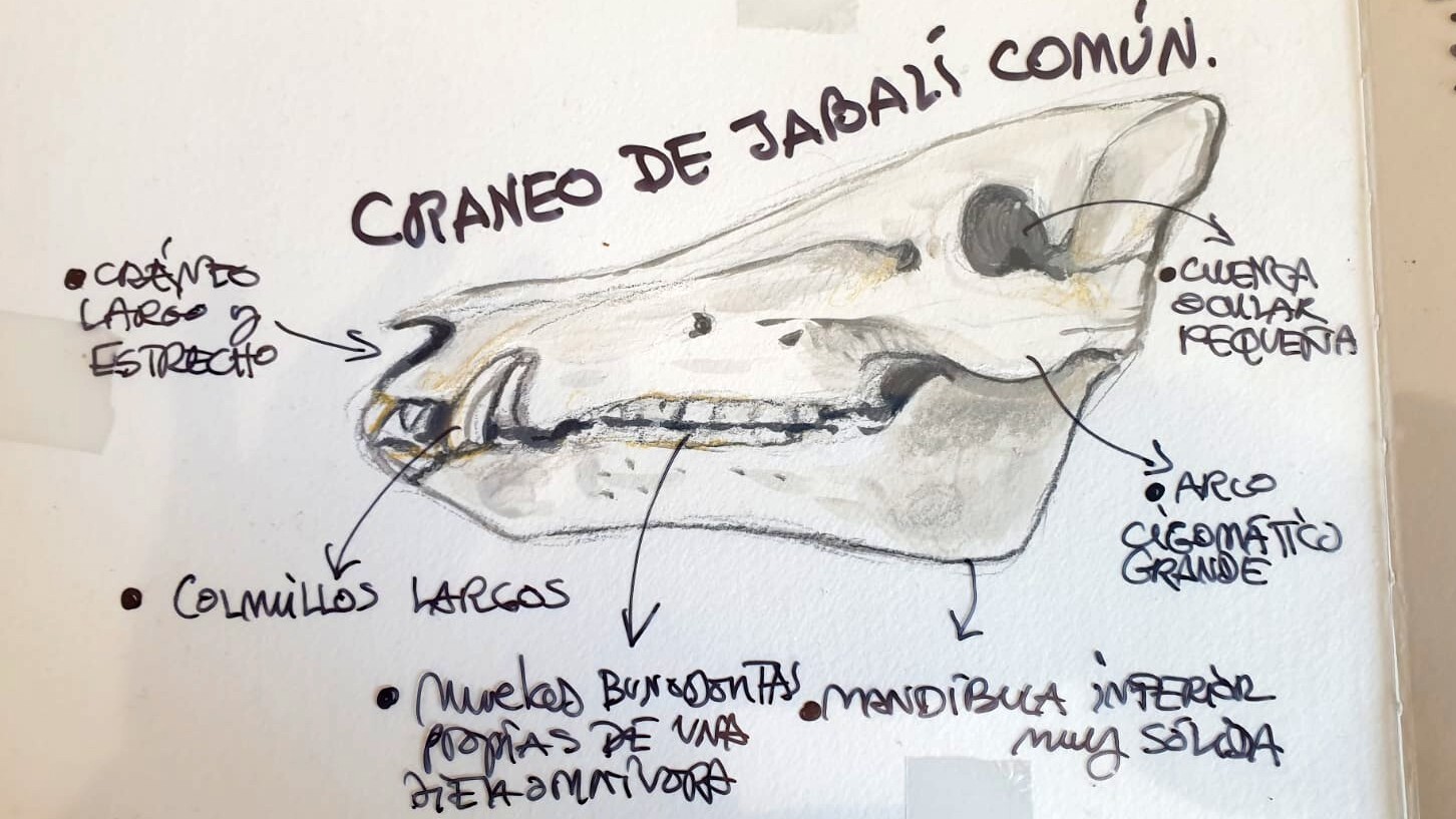 Datos curiosos sobre jabalís Datos curiosos sobre jabalís