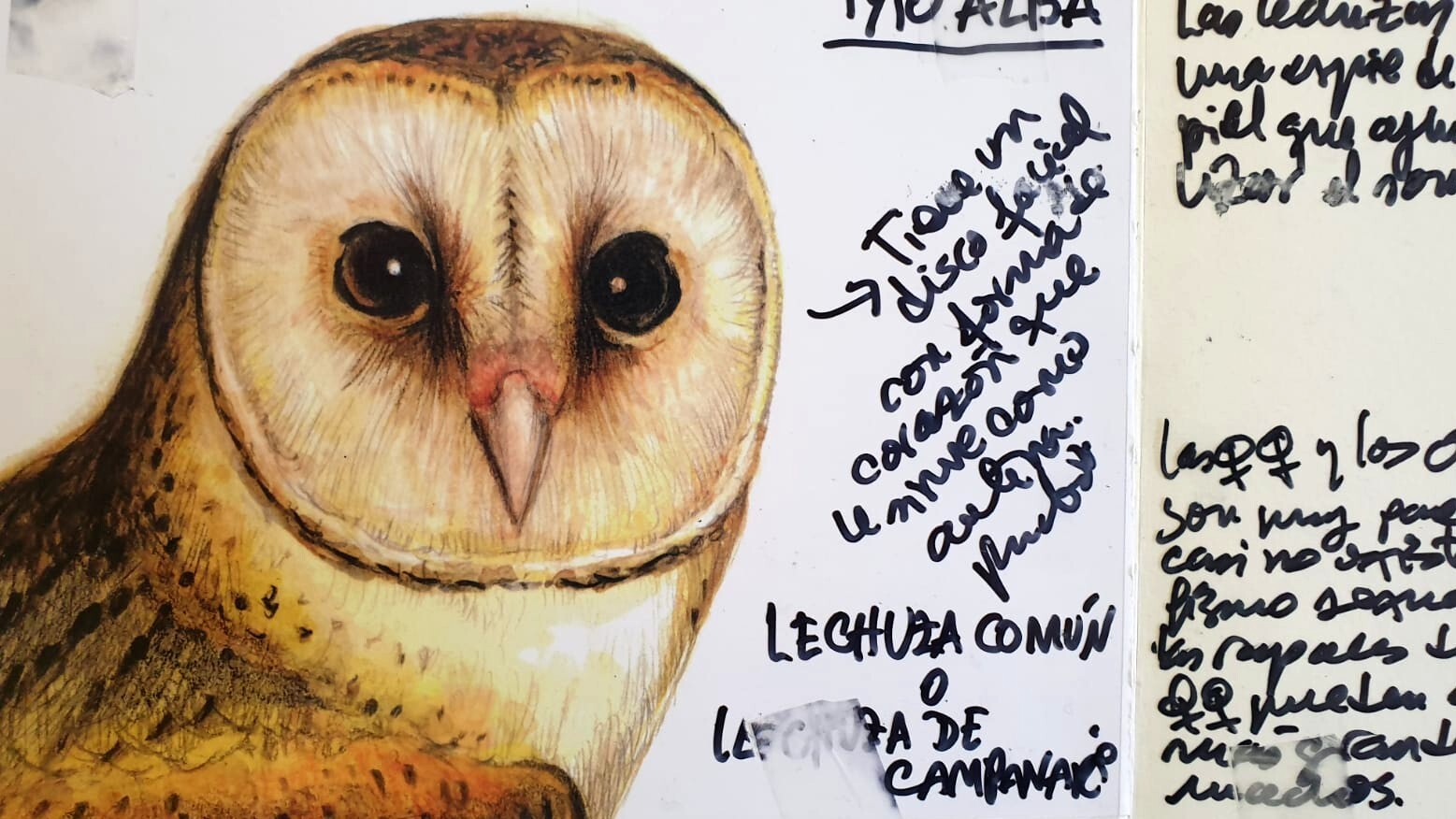 Datos curiosos sobre las lechuzas Cuaderno de campo: Lechuzas