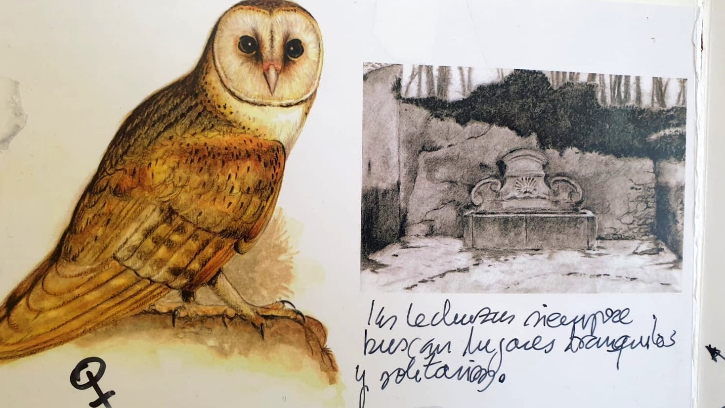 Datos curiosos sobre las lechuzas Cuaderno de campo: Lechuzas