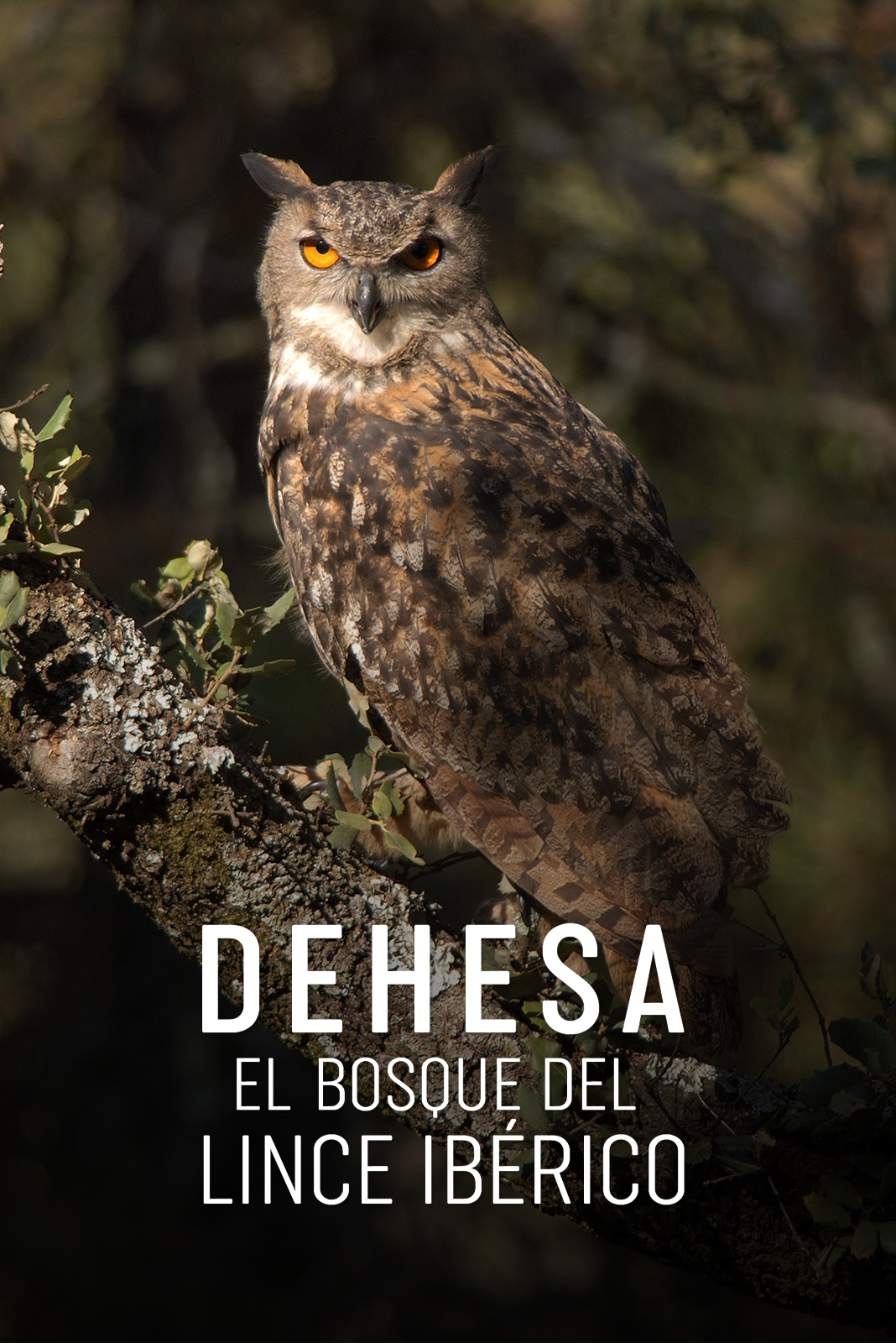 Dehesa, el bosque del lince ibérico