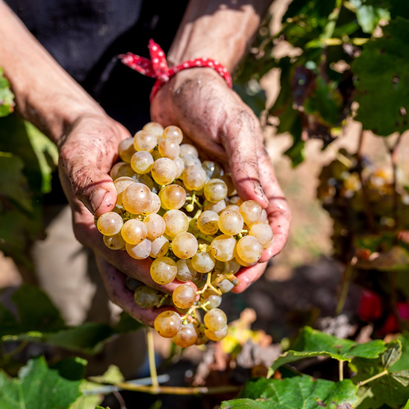 Mundo rural - Denominación de Origen Protegida Uva de Mesa del Vinalopó - 31/12/25