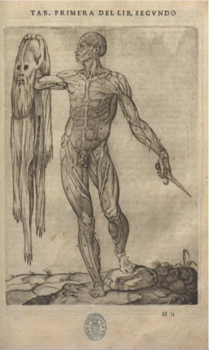 Grabado anatómico de un hombre desollado, sosteniendo su piel y un instrumento. Inscripciones: 'TAB. PRIMERA DEL LIB. SEGUNDO', 'M II'.