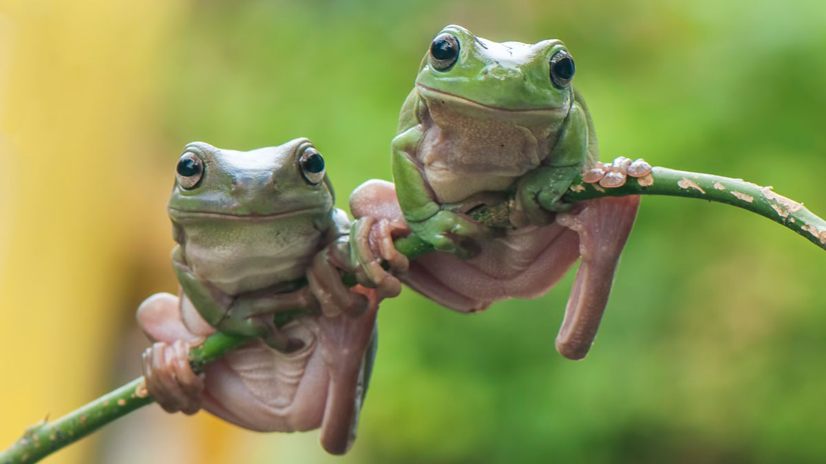 Damas Ranas Desvelan el secreto de la eterna juventud de las ranas