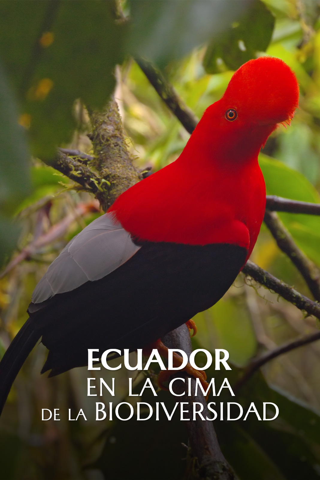 Ecuador en la cima de la diversidad