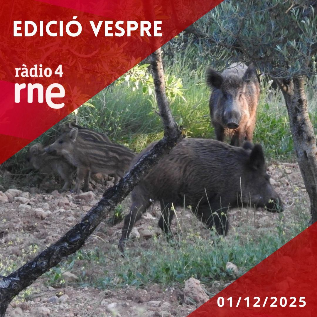 Edició Vespre - 01/12/2025 Edició Vespre - 01/12/2025