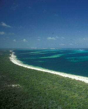 El arrecife de coral