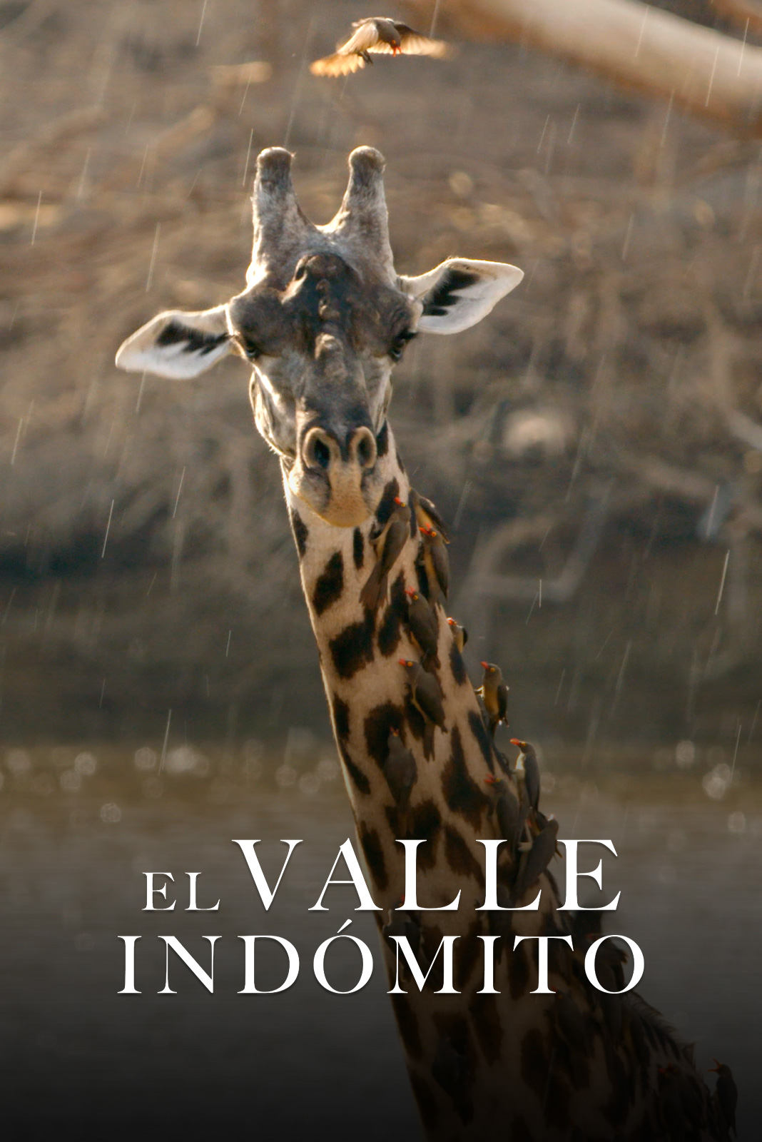 El valle indómito