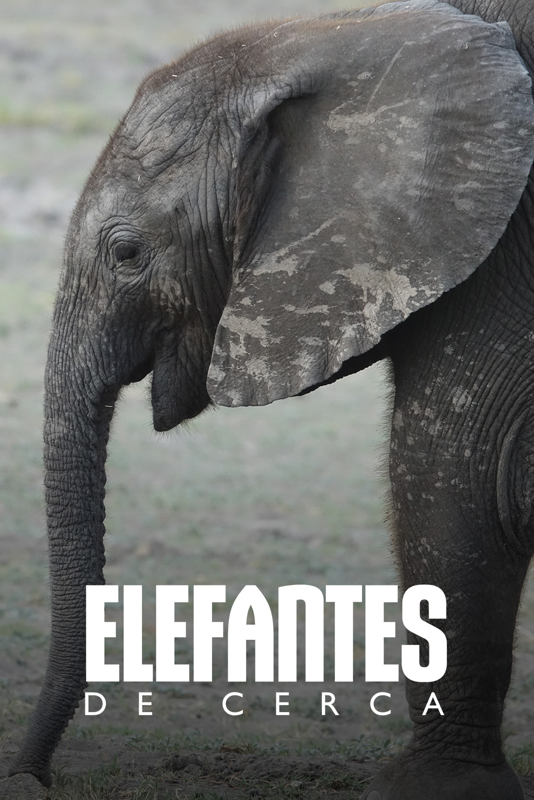 Elefantes de cerca