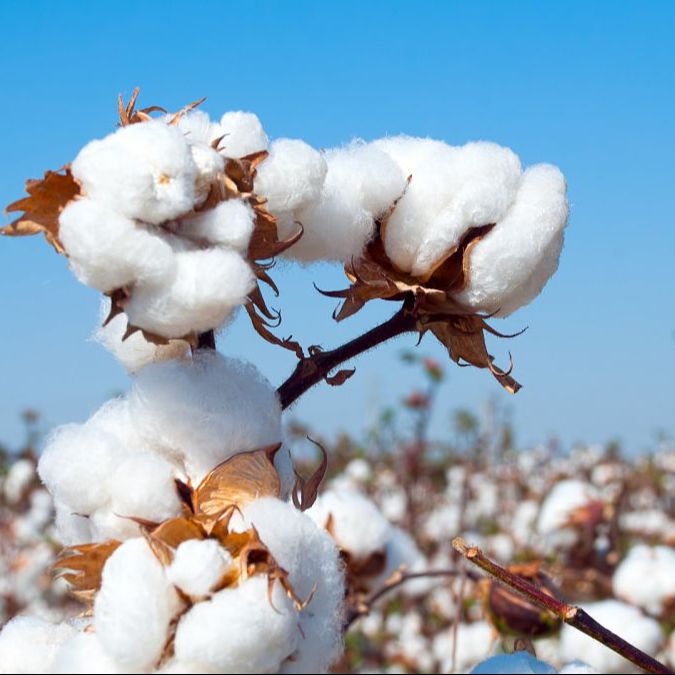 Emisión en árabe - El algodón, del árabe 'al-qoton', entre España y Egipto - 08/08/25 Emisión en árabe - El algodón, del árabe 'al-qoton', entre España y Egipto - 08/08/25