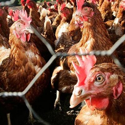 Emissão em Português - Epidemiologista explica como se combate a gripe aviária - 20/08/25 Emissão em Português - Epidemiologista explica como se combate a gripe aviária - 20/08/25