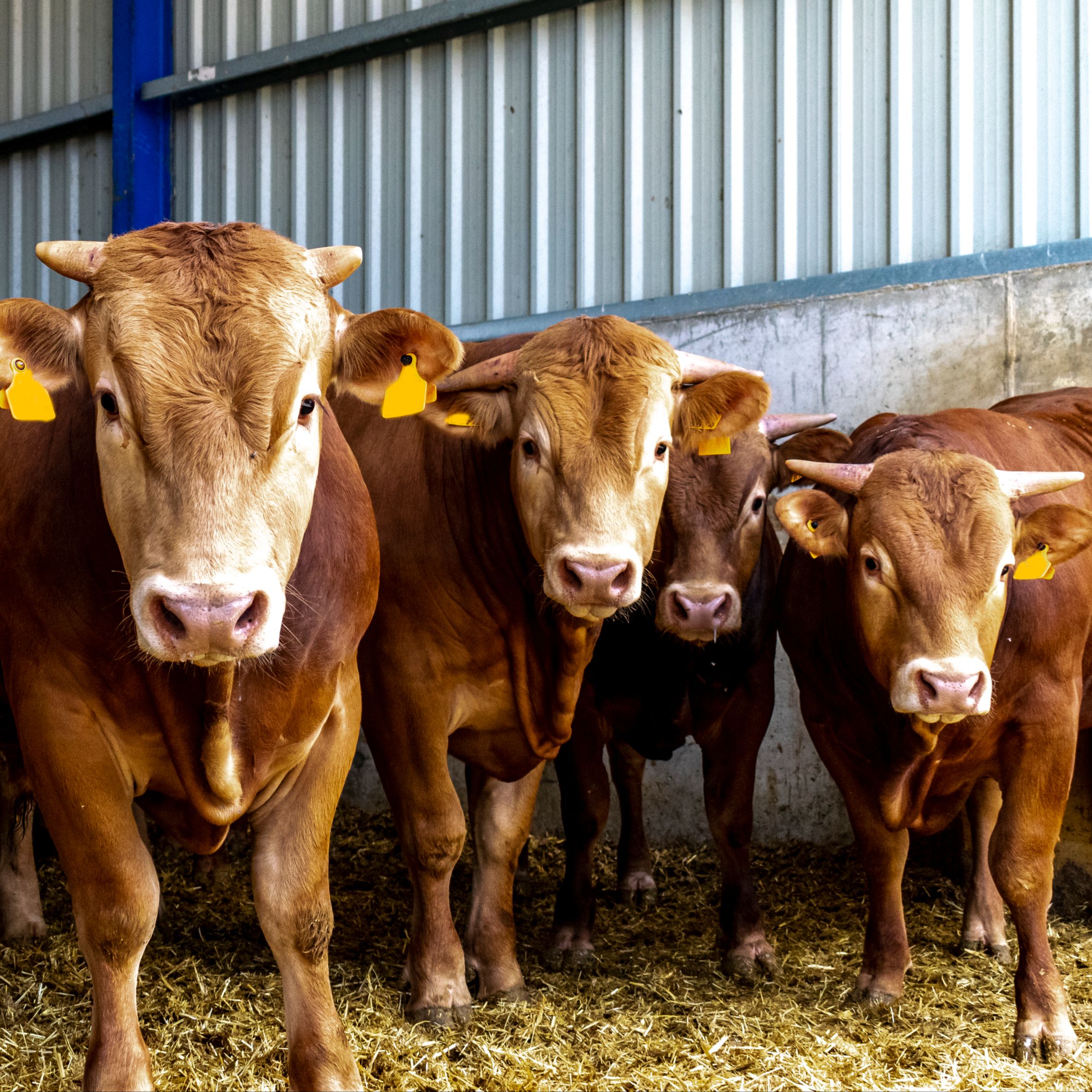 Mundo rural - Dermatosis nodular y biosolarización - 05/11/25