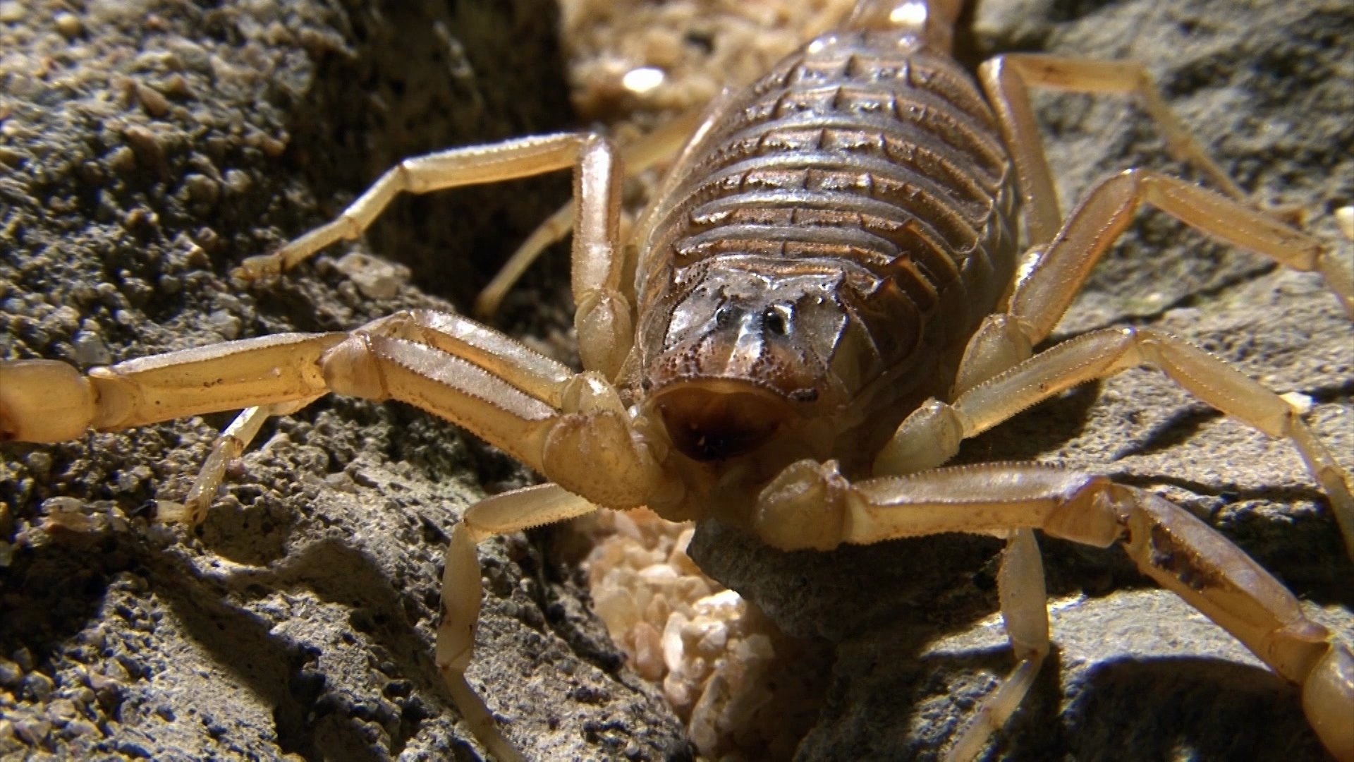El escorpión amarillo es el que mejor se ha adaptado al clima seco de Tabernas El escorpión amarillo es el que mejor se ha adaptado al clima seco de Tabernas