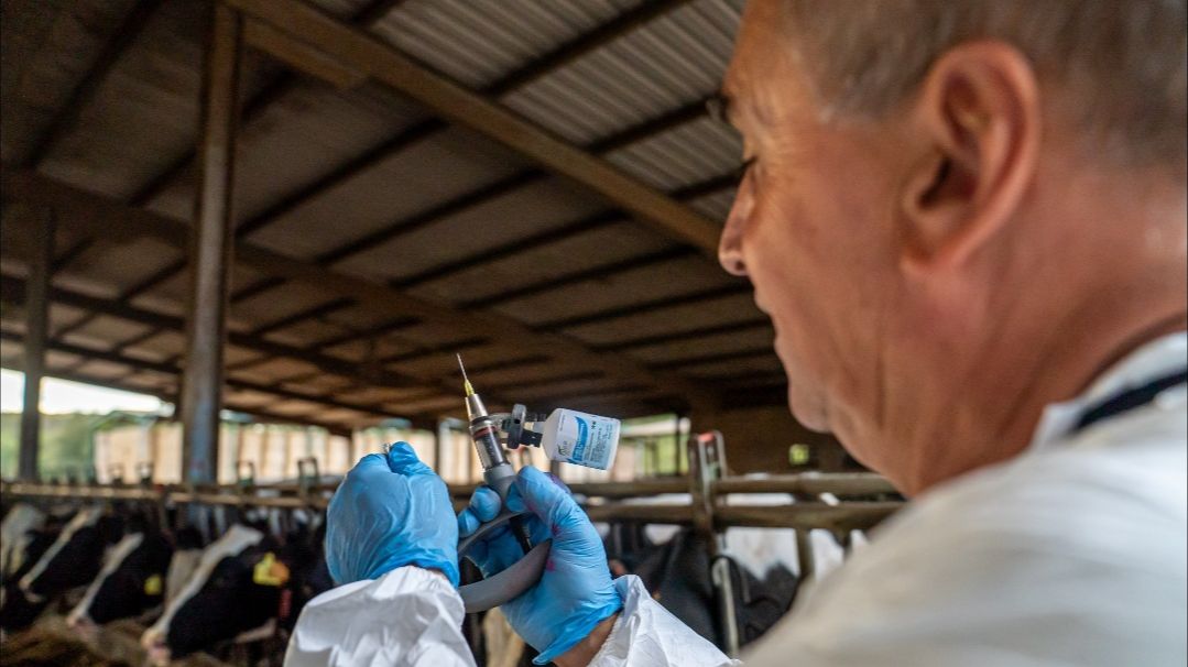 España propone a Bruselas extender la vacunación contra la dermatosis
