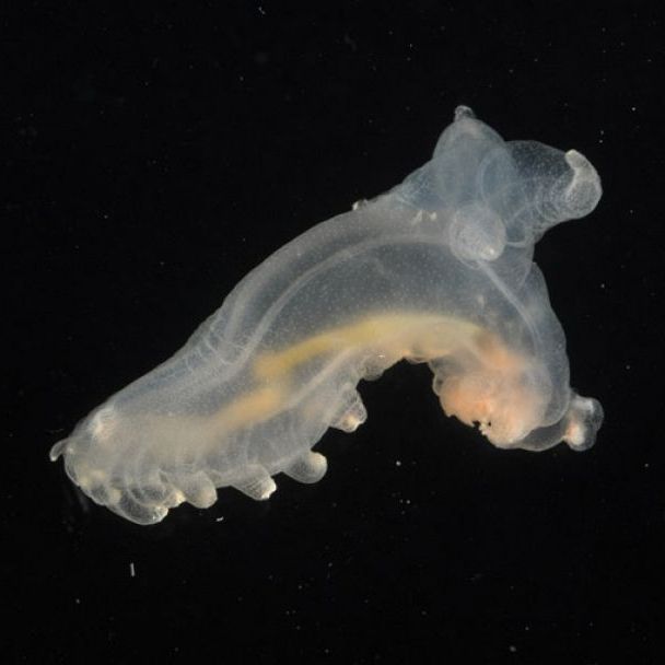 El español urgente con Fundéu - «Espécimen» - 12/12/25