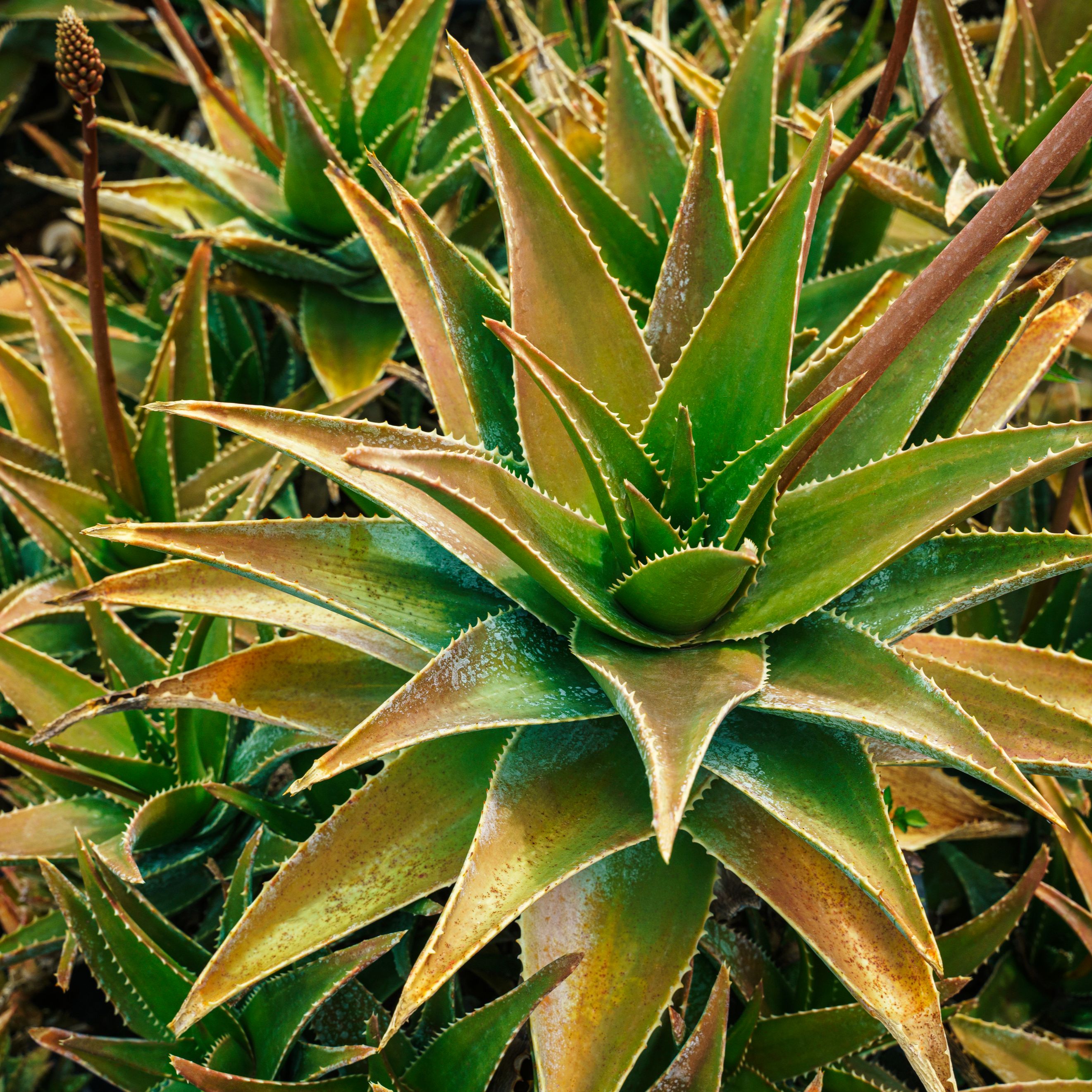 El español urgente con Fundéu RAE - «complementariedad», «beneficencia» - 21/07/25