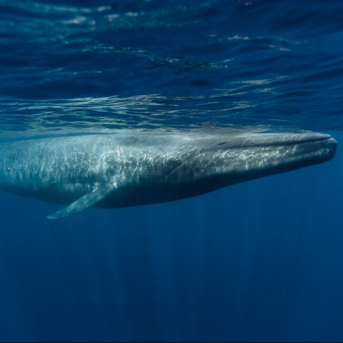 Españoles en la mar - Ferias, nutrias, ballenas azules y rorcuales - 22/04/26 episode artwork