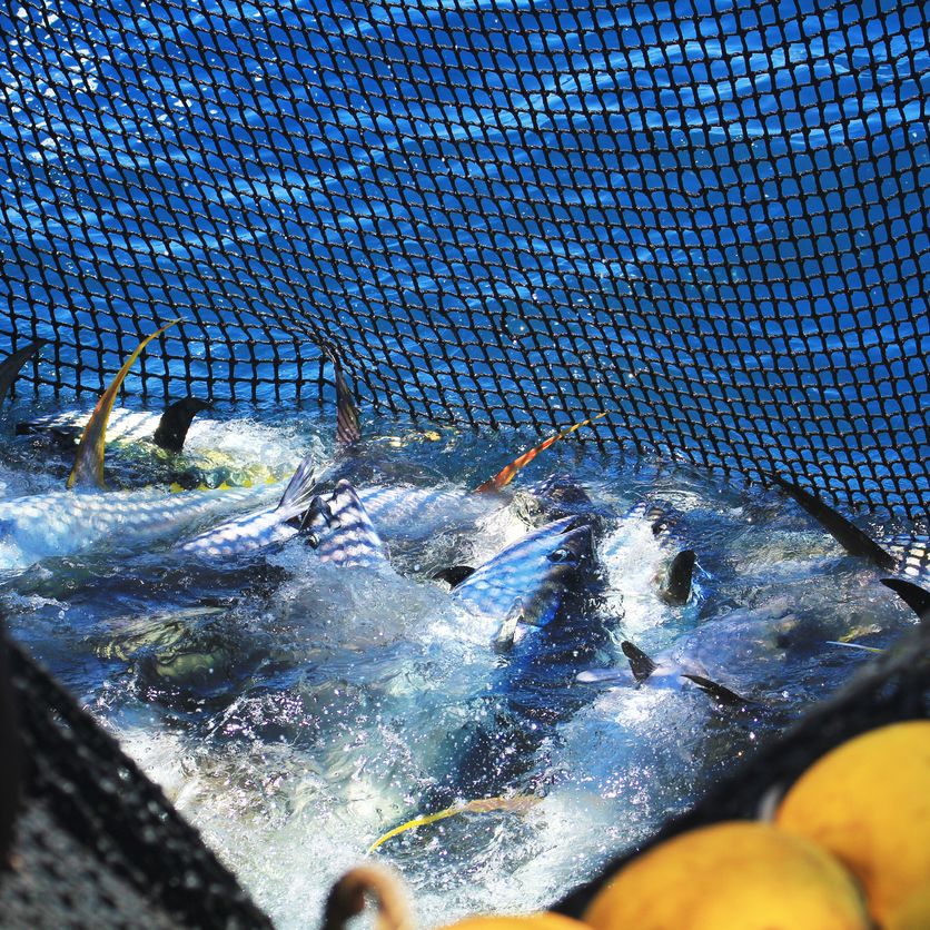 Españoles en la mar - Promoción de la pesca fresca y la sostenibilidad