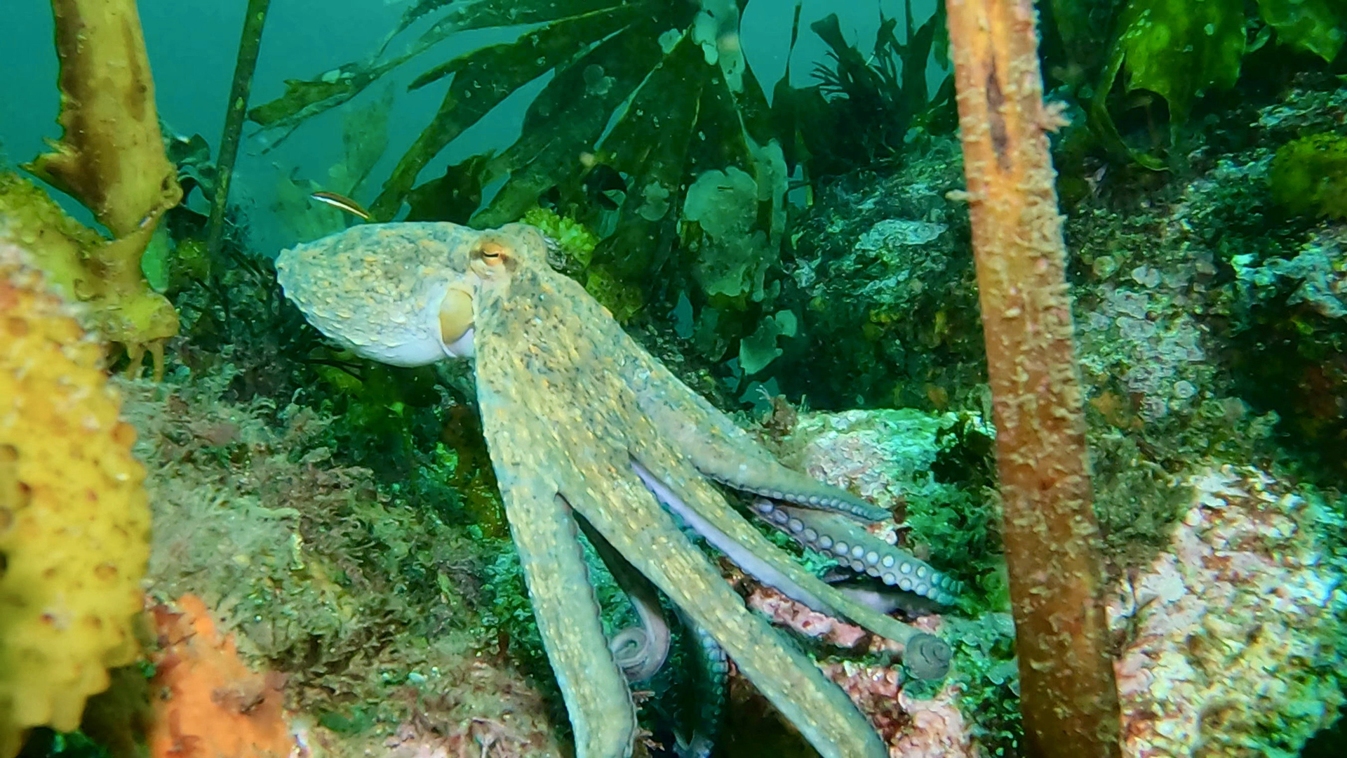 Las 5 especies de pulpo más sorprendentes del mundo