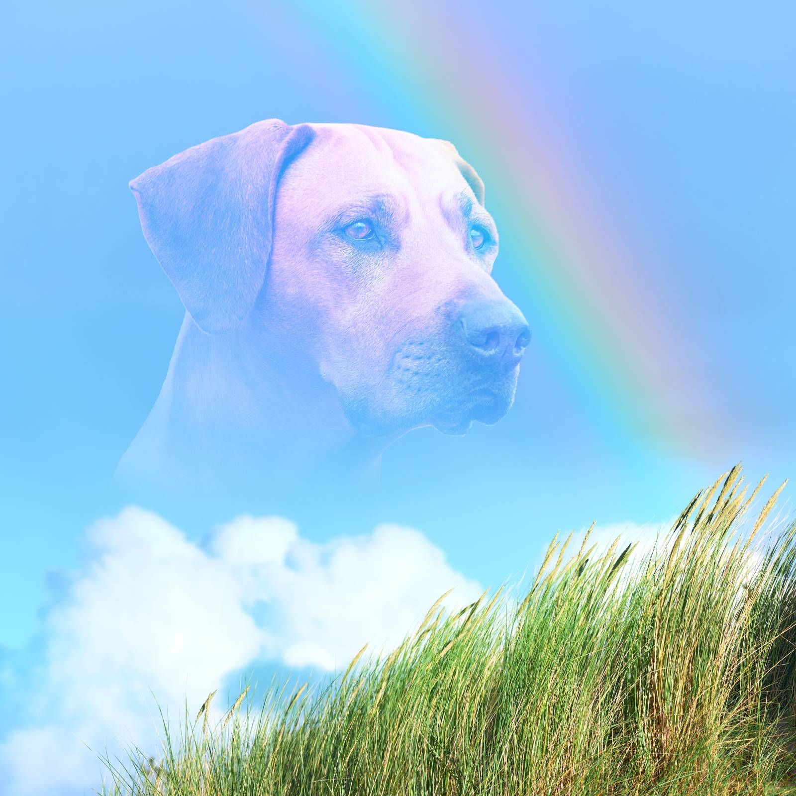 Espacio en blanco - Espíritus de mascotas - 22/02/26