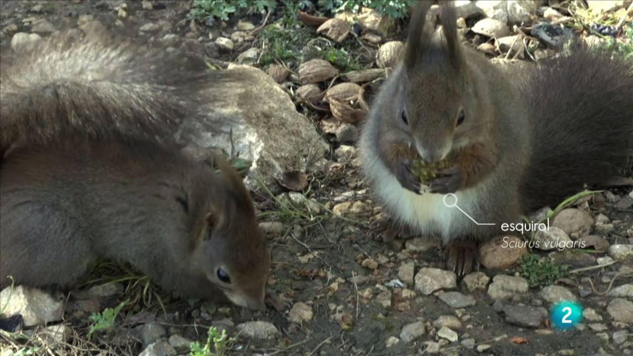 Esquirols rossegant pinyes Esquirols rossegant pinyes