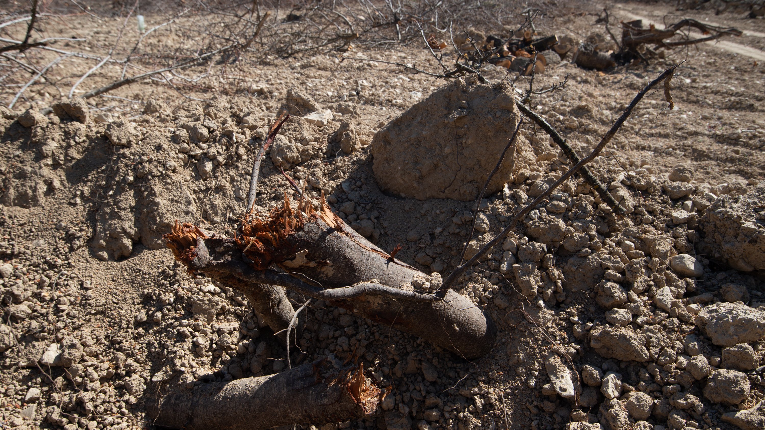 Los estragos de la sequía se dejan notar en el campo