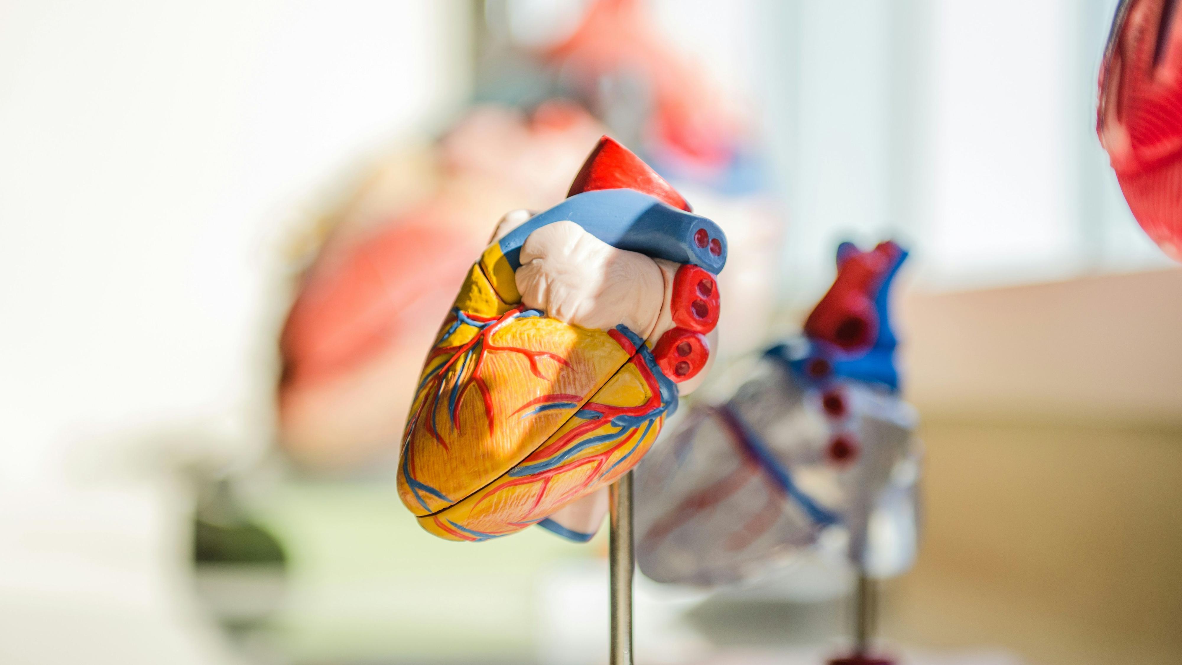 Un estudi internacional valida noves eines per predir el risc cardiovascular