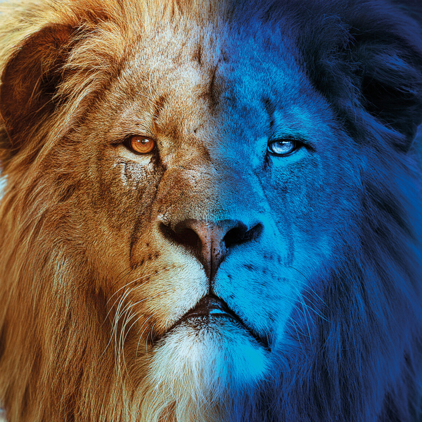 Felinos noche y día