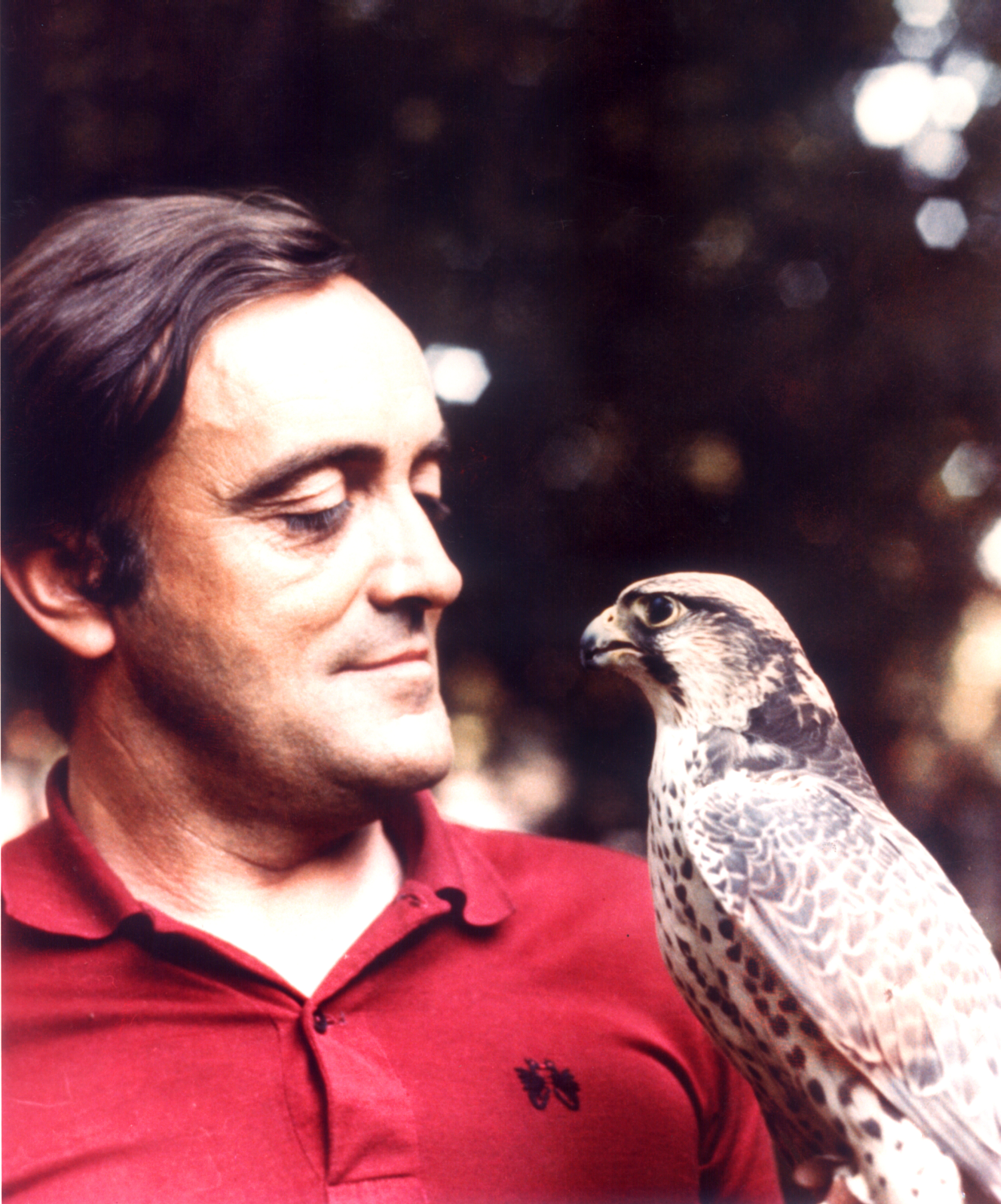 Félix sostiene un halcón peregrino Félix sostiene un halcón peregrino