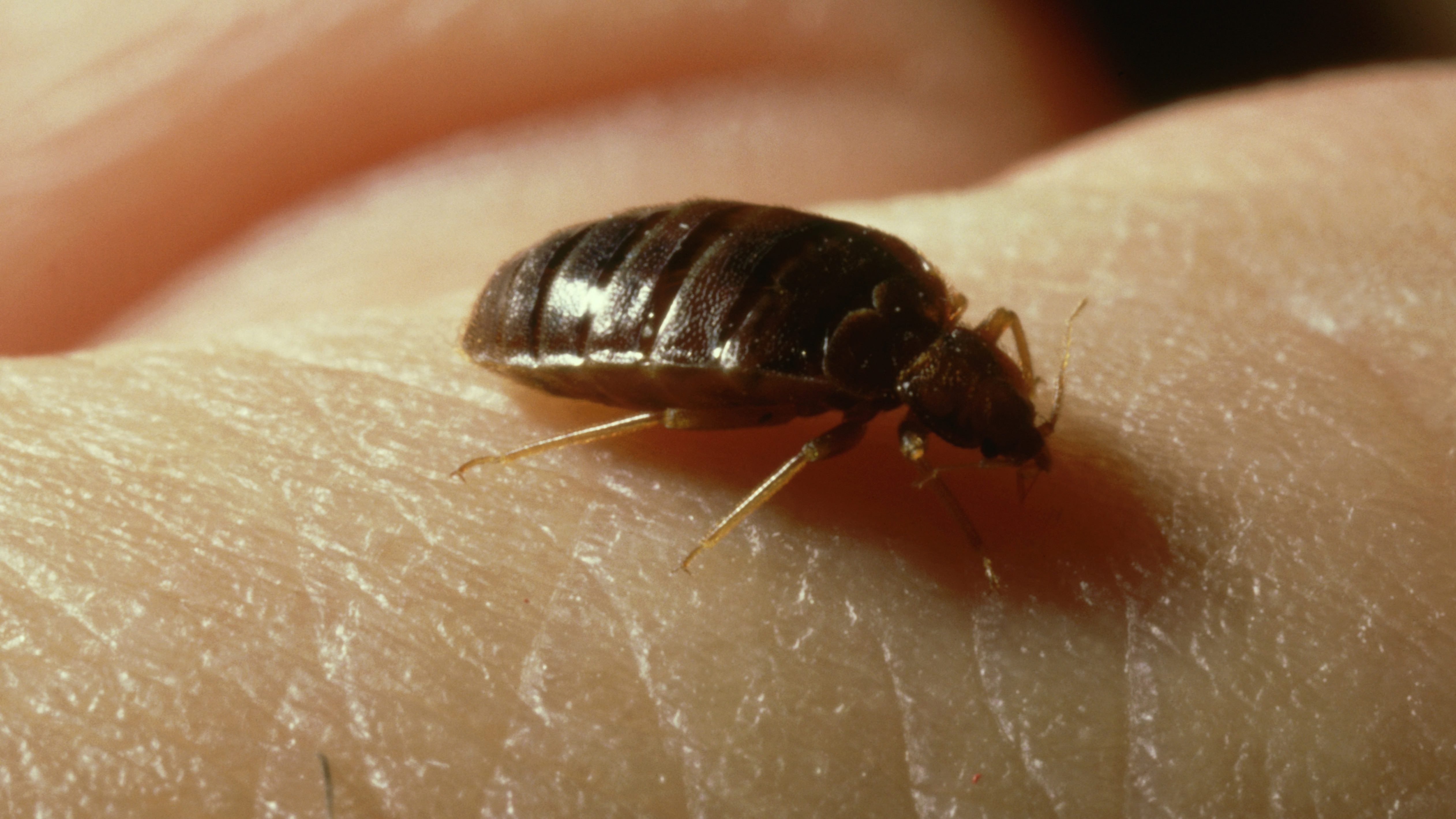 Plaga de chinches en Francia: Efectos que puede tener en la salud