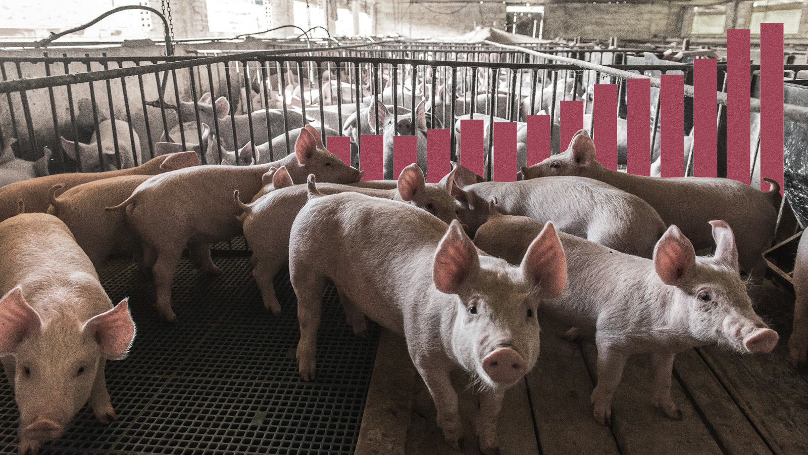 Puedo tener animales de granja en casa?