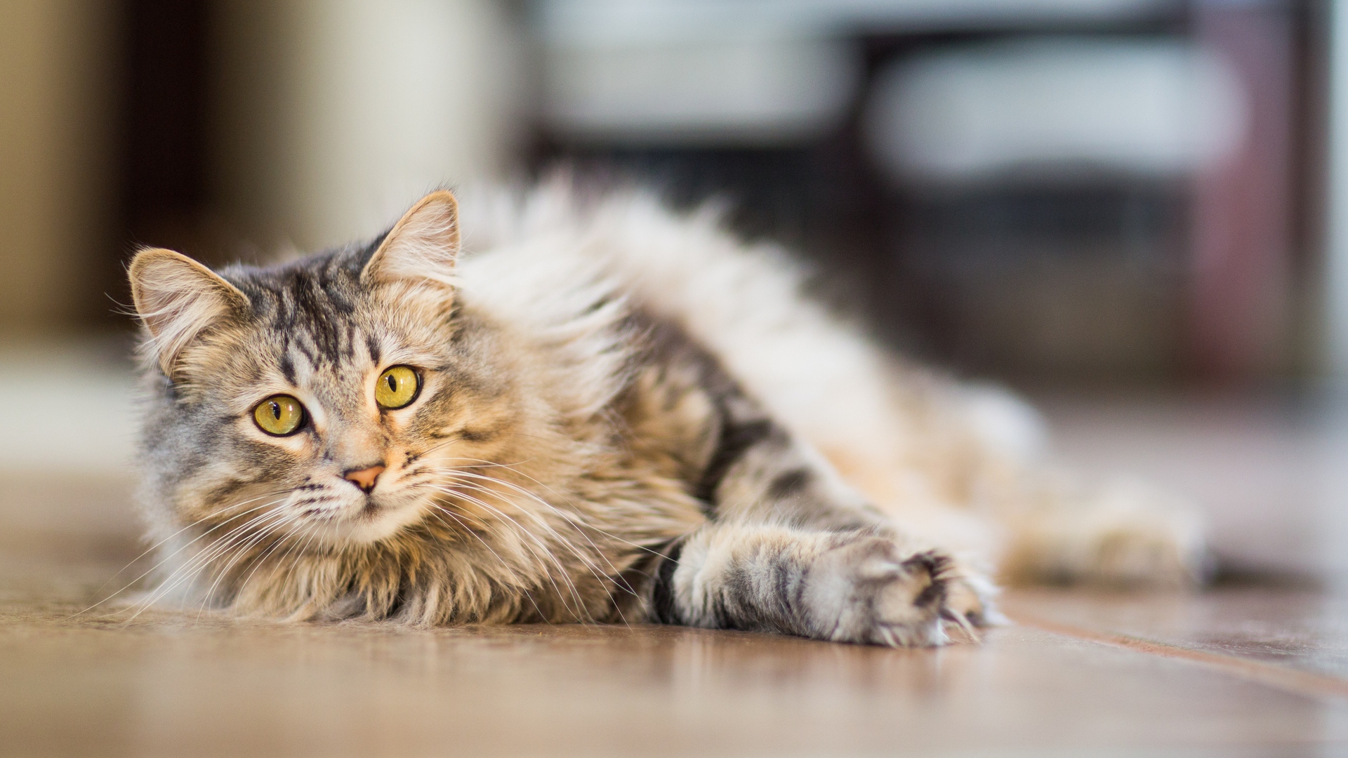 Gatos: así sobreviven a caías de grandes alturas