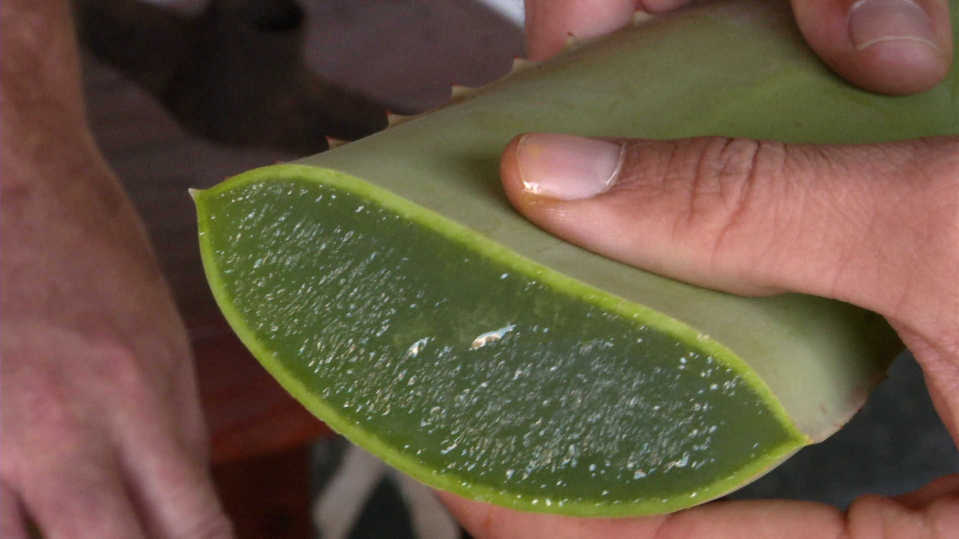 Aloe vera puro - directamente obtenido de sus hojas