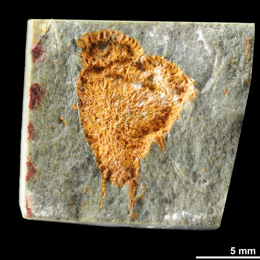 A golpe de bit - Un fósil revela el origen simétrico en las estrellas de mar