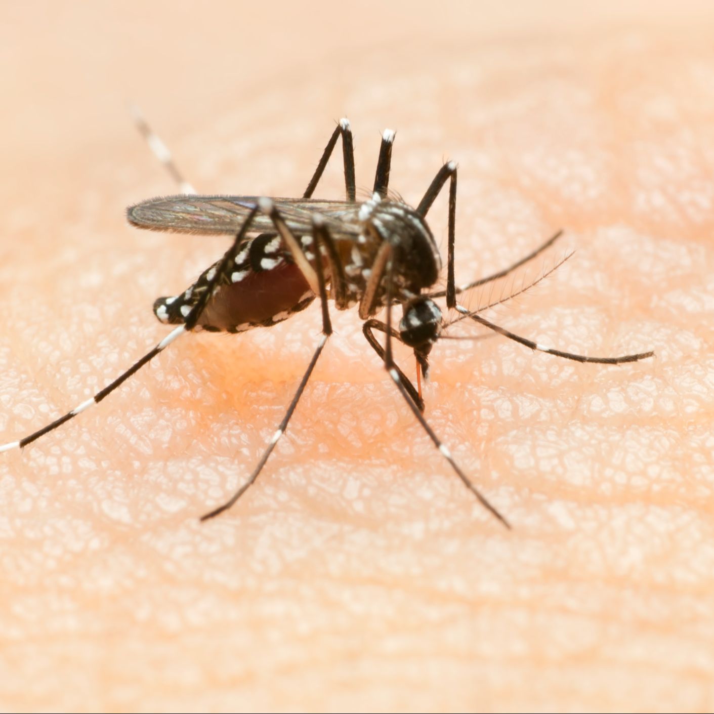 A golpe de bit - Mosquitos a raya: la guía para un verano tranquilo episode artwork