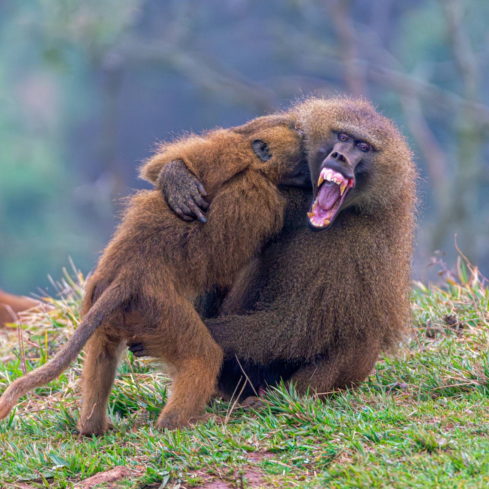 Espacio en blanco - Guerra de simios - 08/03/26