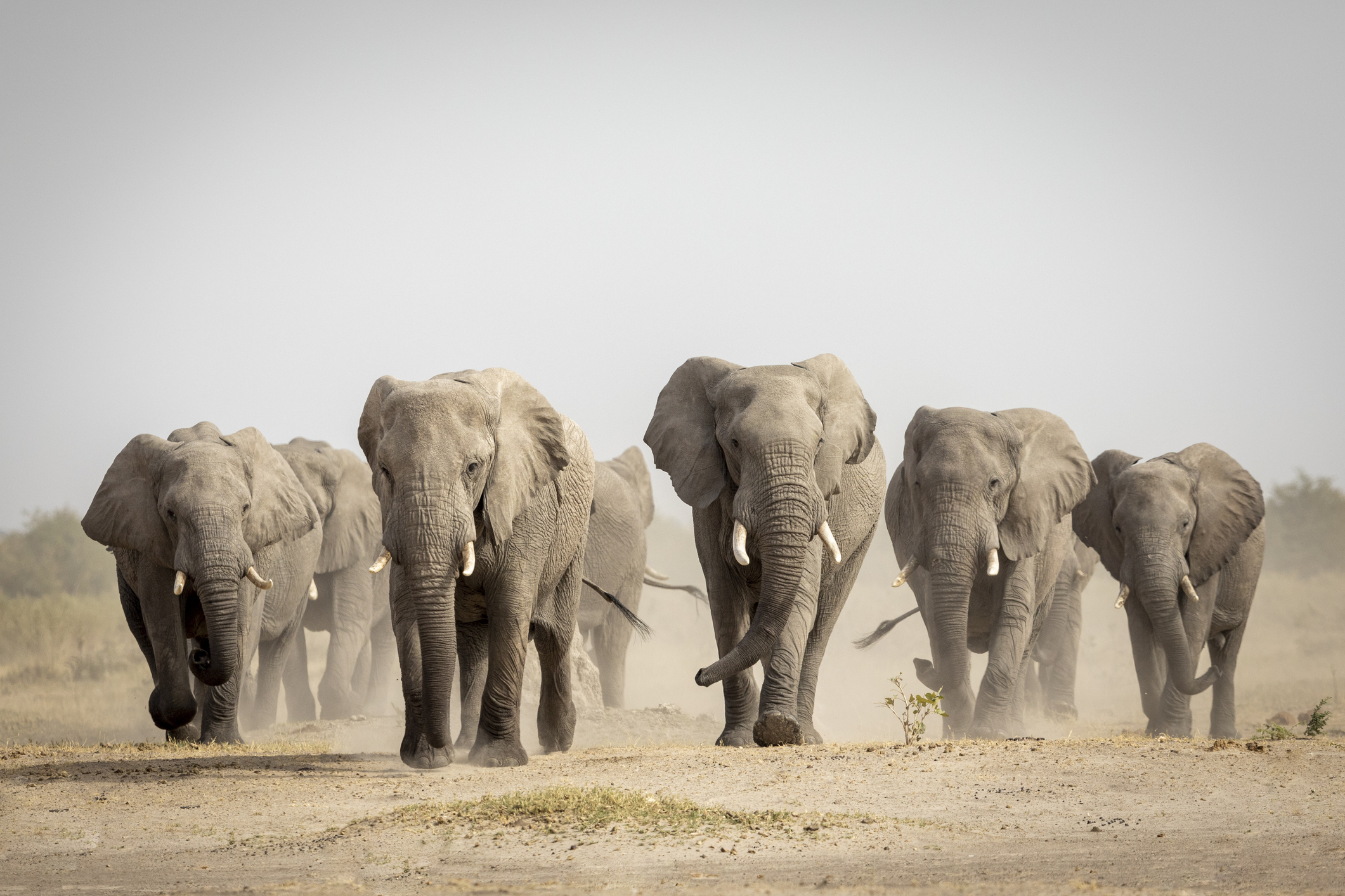 La hembra anciana elefante, líder de la manada