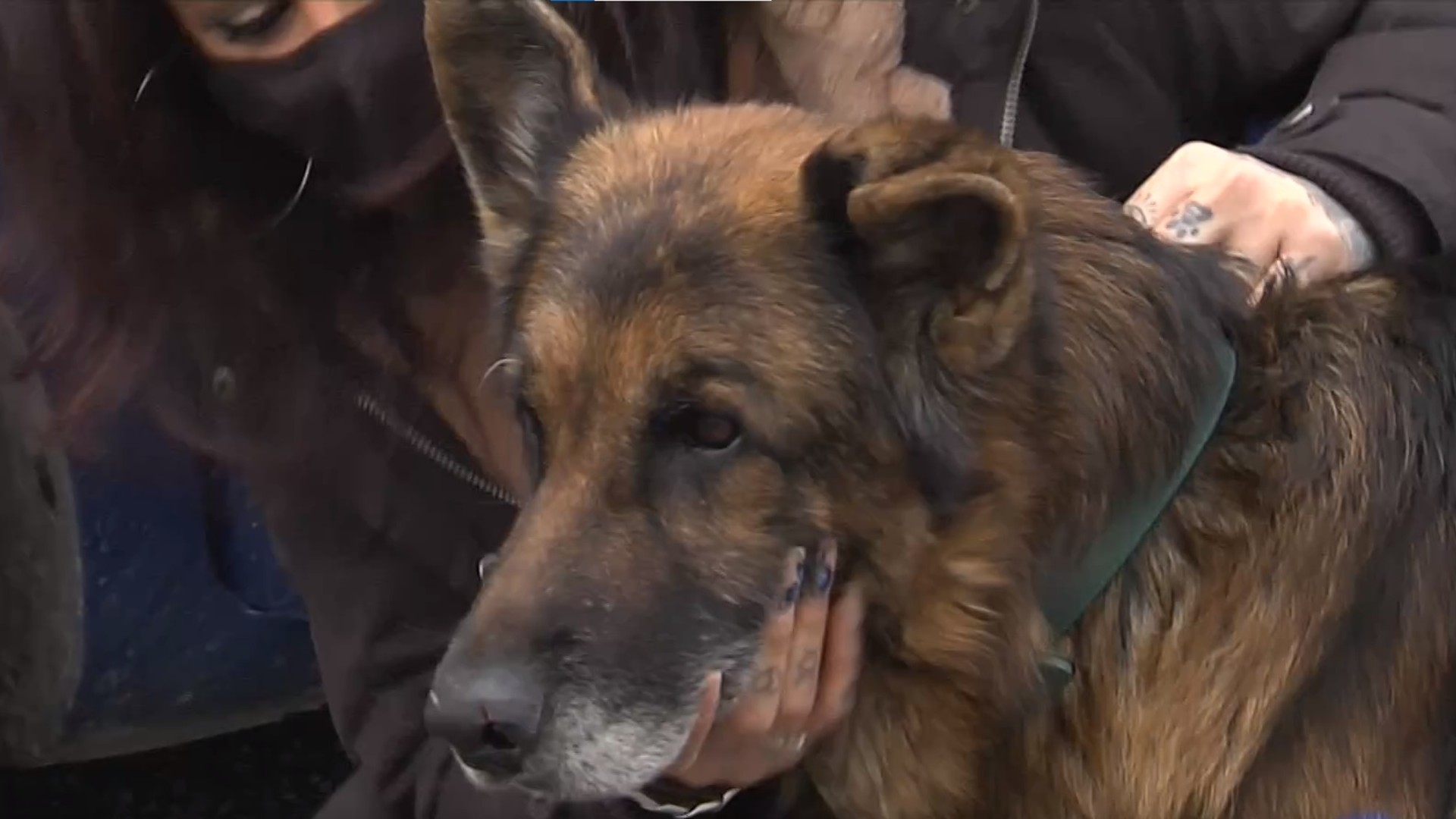 pueden ser amigos un perro pastor vasco y un perro canaan