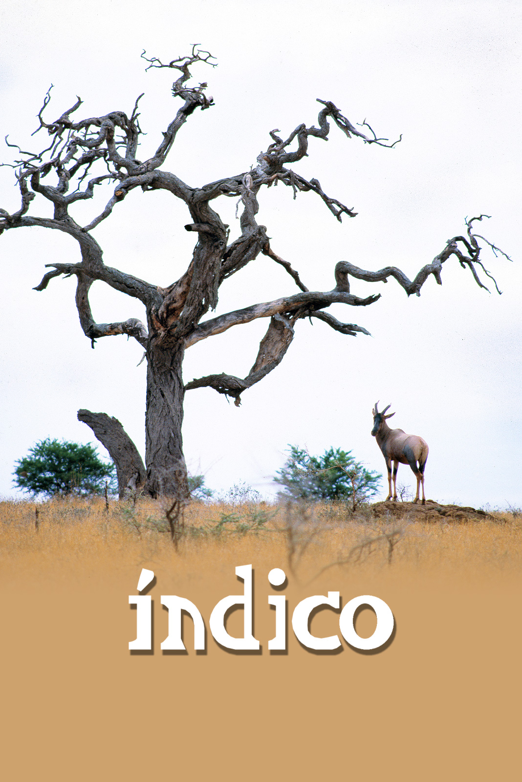 Índico