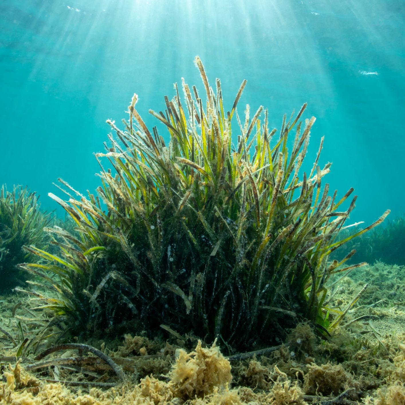 Españoles en la mar