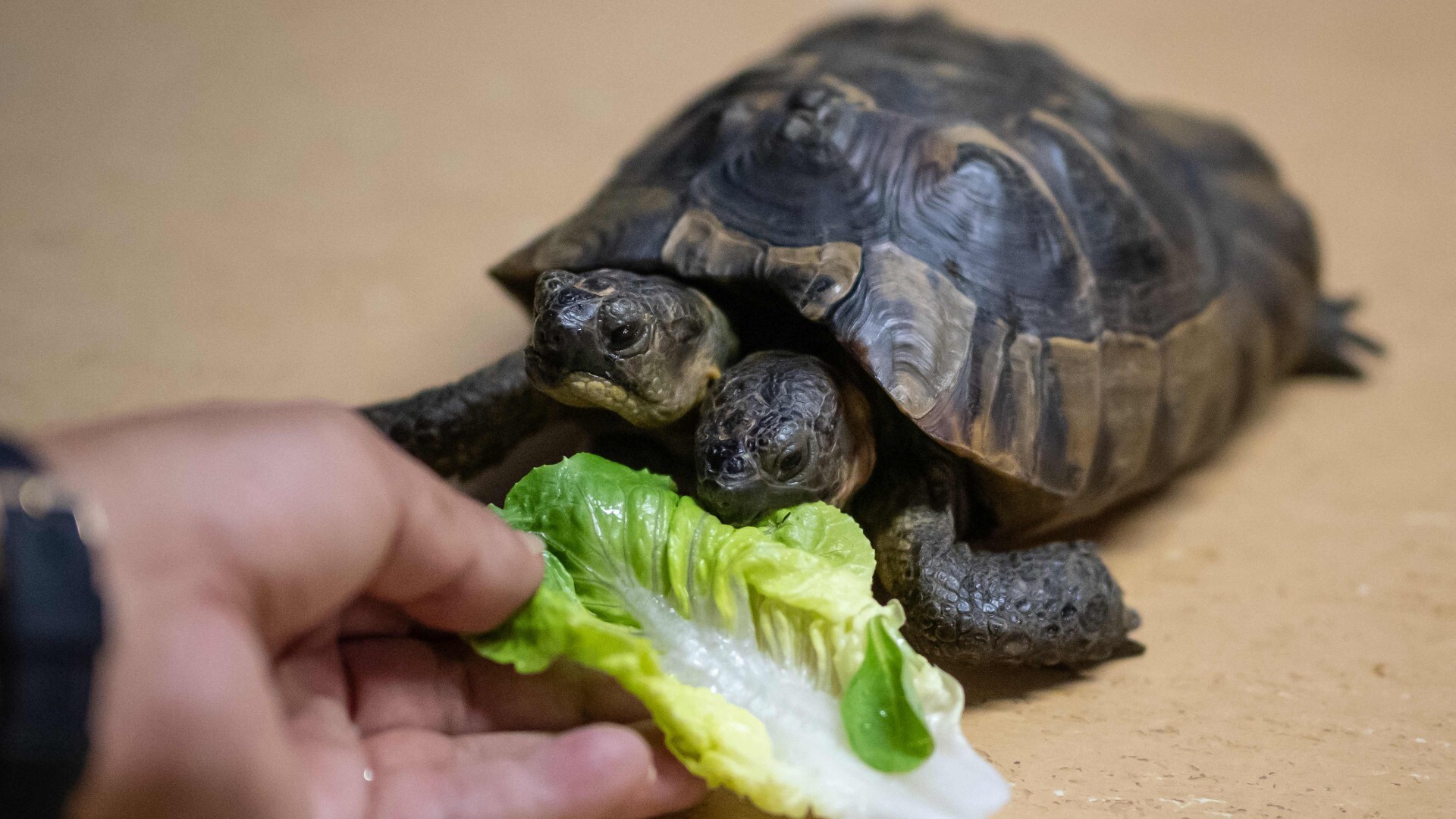 Janus, la tortuga de dos cabezas del Museo de Ginebra, cumple 25 años