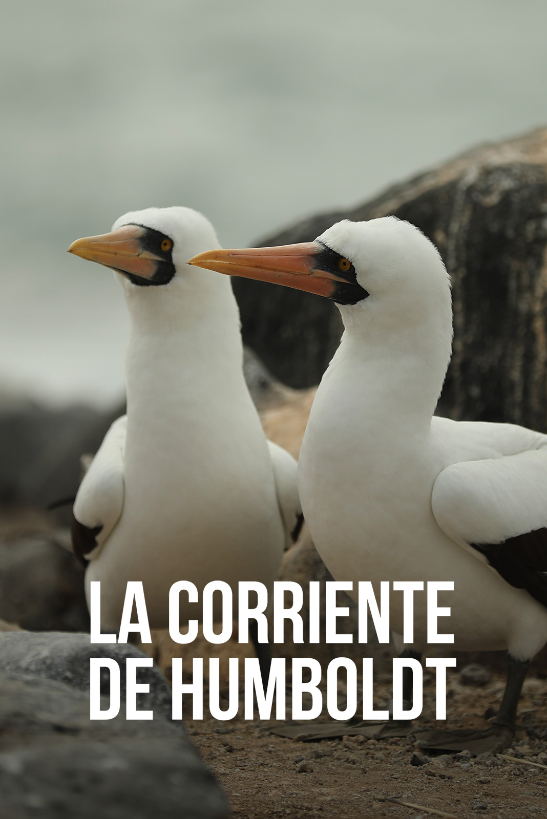 La corriente de Humboldt