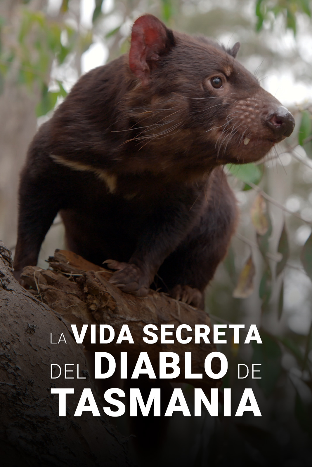 La vida secreta del demonio de Tasmania