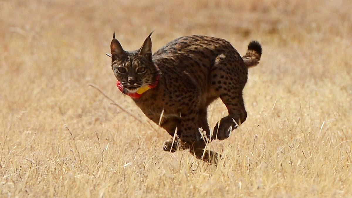 Liberado un lince en córdoba tras rebajarse el nivel de amenaza de extinción