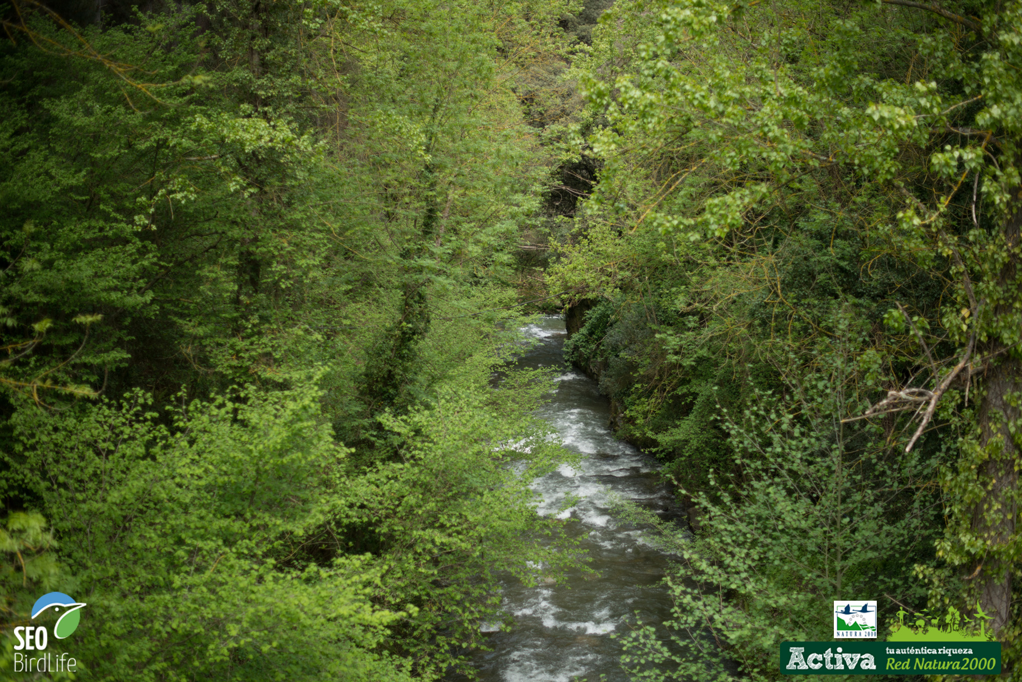 Liébana constituye la mejor representación de la diversidad y del estado de conservación de la avifauna forestal, alpina y subalpina de Cantabria Liébana constituye la mejor representación de la diversidad y del estado de conservación de la avifauna forestal, alpina y subalpina de Cantabria