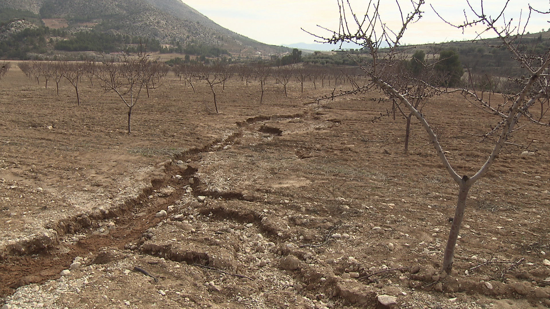 La lluvia se lleva cada año millones de toneladas de tierra La lluvia se lleva cada año millones de toneladas de tierra