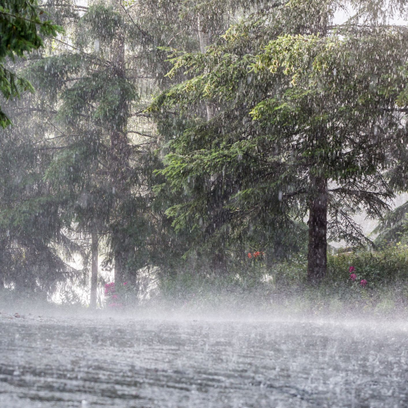 Planeta vivo - Lluvias que refuerzan los bosques - 18/02/26