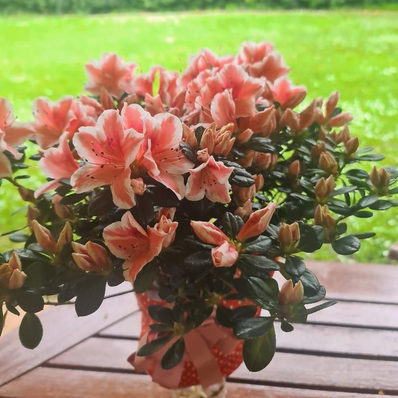 Luz de Sefarad - Mes de Mayo: Kuando los namorados regalan a sus amores - 10/05/25