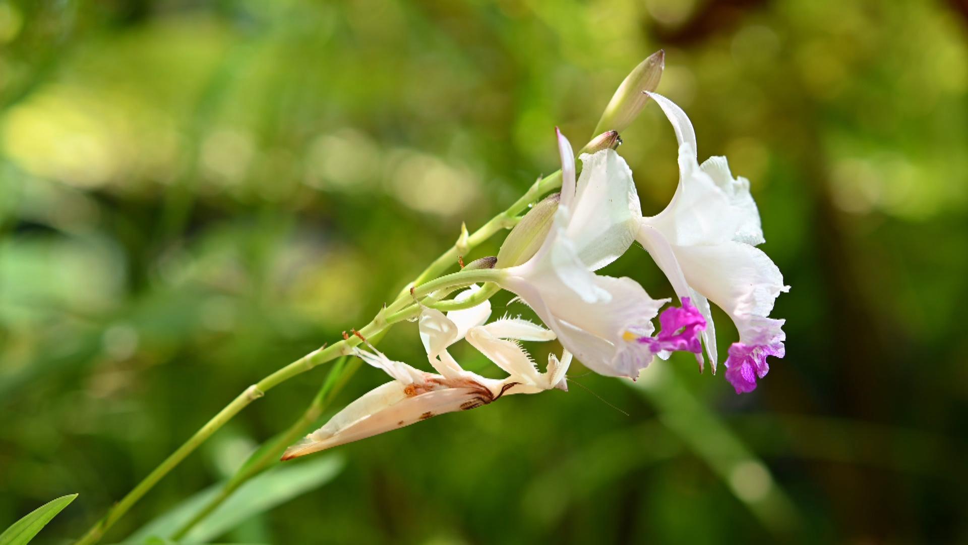 Mantis orquídea Mantis orquídea